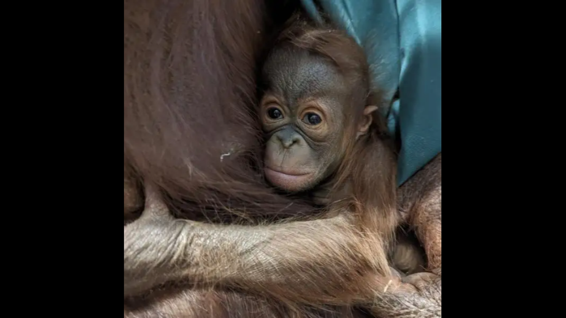 The Columbus Zoo and Aquarium welcomed a new member to its animal family.