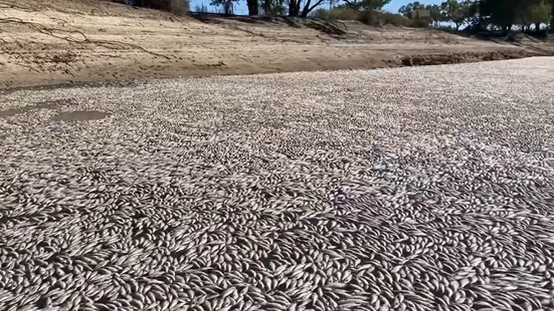 Millions of dead fish have washed up in a rural Australian town, leading to questions and a stench.