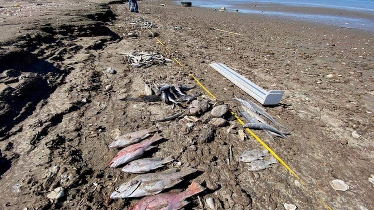February’s winter storm killed at least 3.8 million coastal fish, Texas wildlife officials say. Photo from Coastal Fisheries - Texas Parks and Wildlife on Facebook