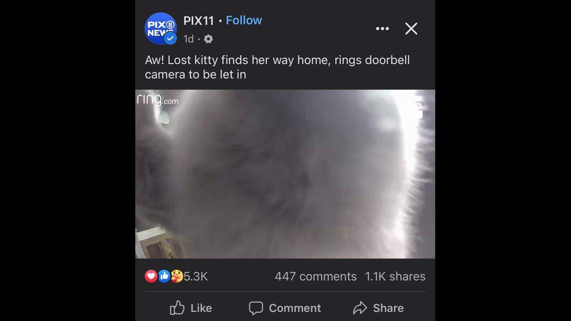 A missing New York cat returned home and appeared to ring the doorbell on Aug. 14. Screengrab from PIX11's Facebook post.