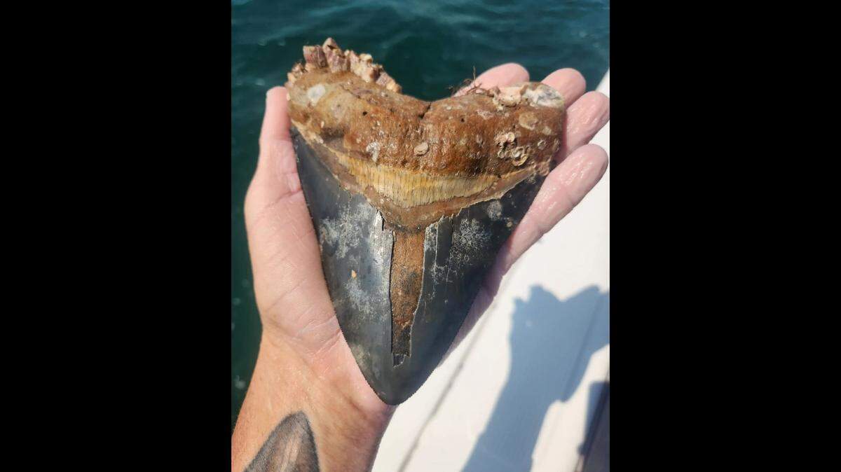 A diver and fossil hunter found two 6-inch megalodon teeth on the same day in Venice, Florida, he said.
