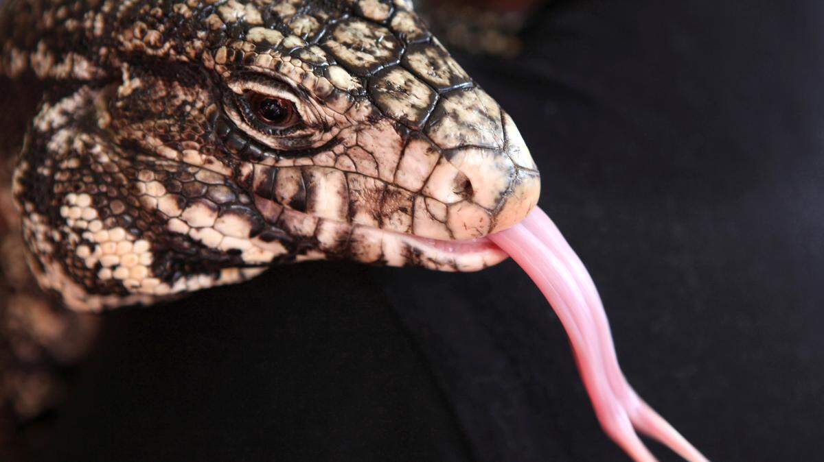 A black and white tegu lizard sticks out its tongue at the Yebo Gogga exhibition at the University of the Witwatersrand in Johannesburg in May 2015. The Georgia Department of Natural Resources is asking locals’ help to eradicate tegus, 4-feet long lizards that eat almost anything, multiply fast, have few predators and threaten native wildlife.