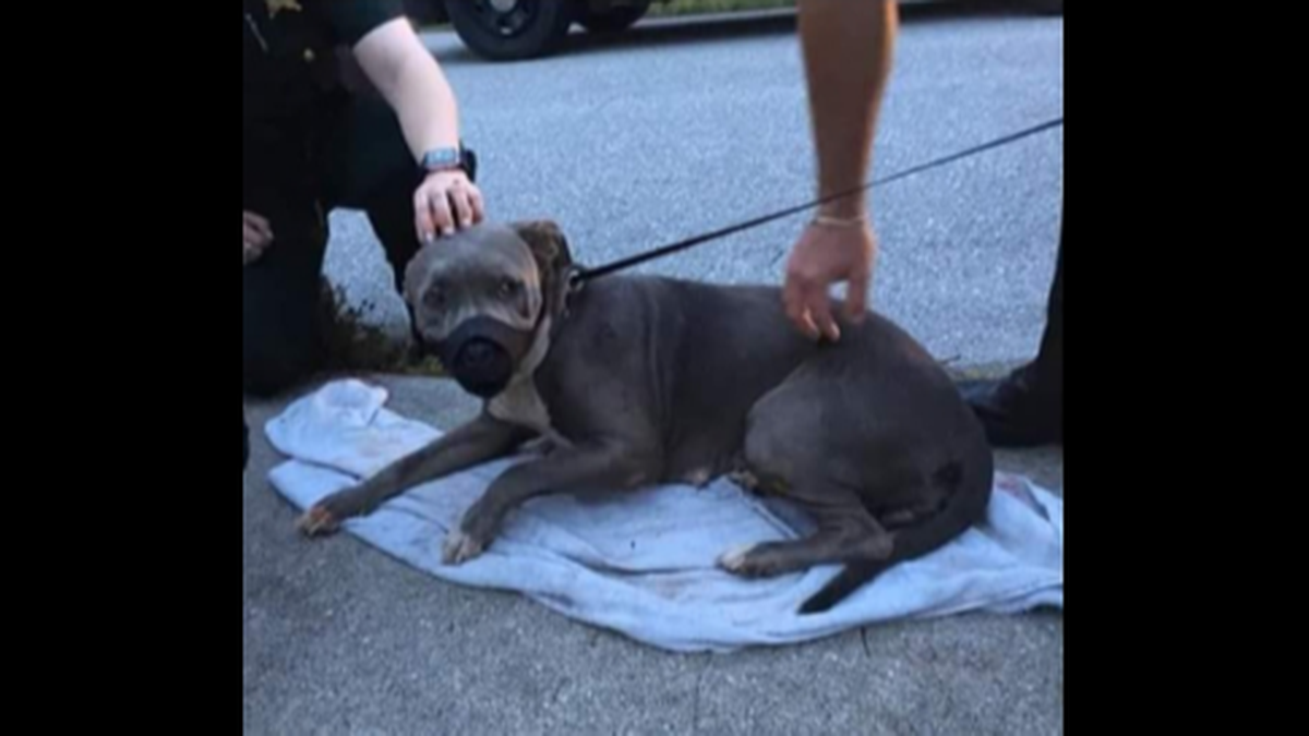 Deputies said neighbors brought out a towel and muzzle to help care for the injured dog.