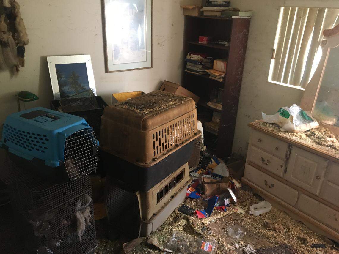 Authorities said they seized multiple dogs, two rabbits, one cat, one African grey parrot and 55 wild rats from the home.