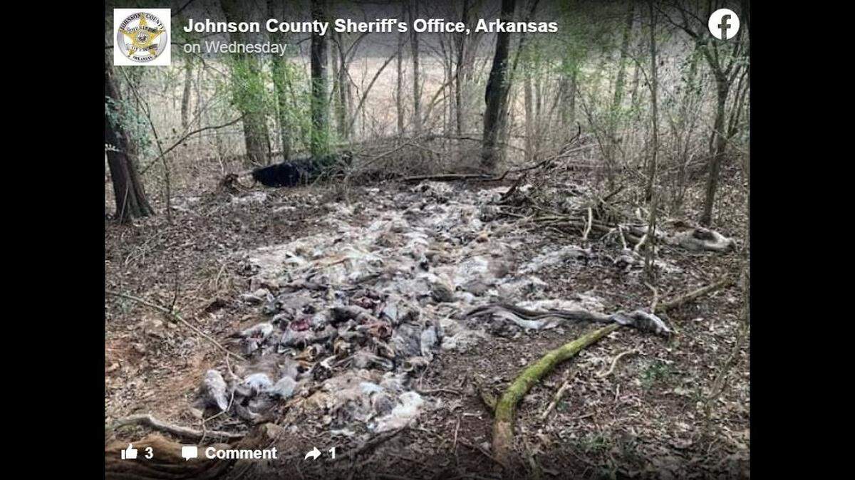 A land owner found “hundreds” of deer carcasses on their property in Arkansas, leading to an investigation by local and state authorities.