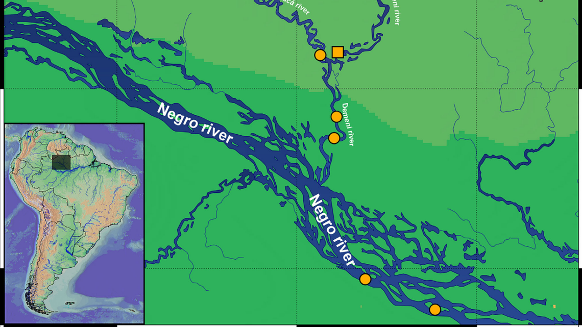 Researchers discovered a new species dwelling at the bottom of a river in the Amazon rainforest, according to a new study.