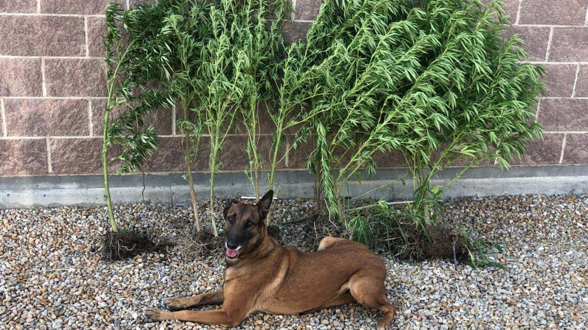 Police searching for a runaway domesticated pig running through several Utah properties found illegal marijuana plants, Carbon County Sheriff’s Office said.