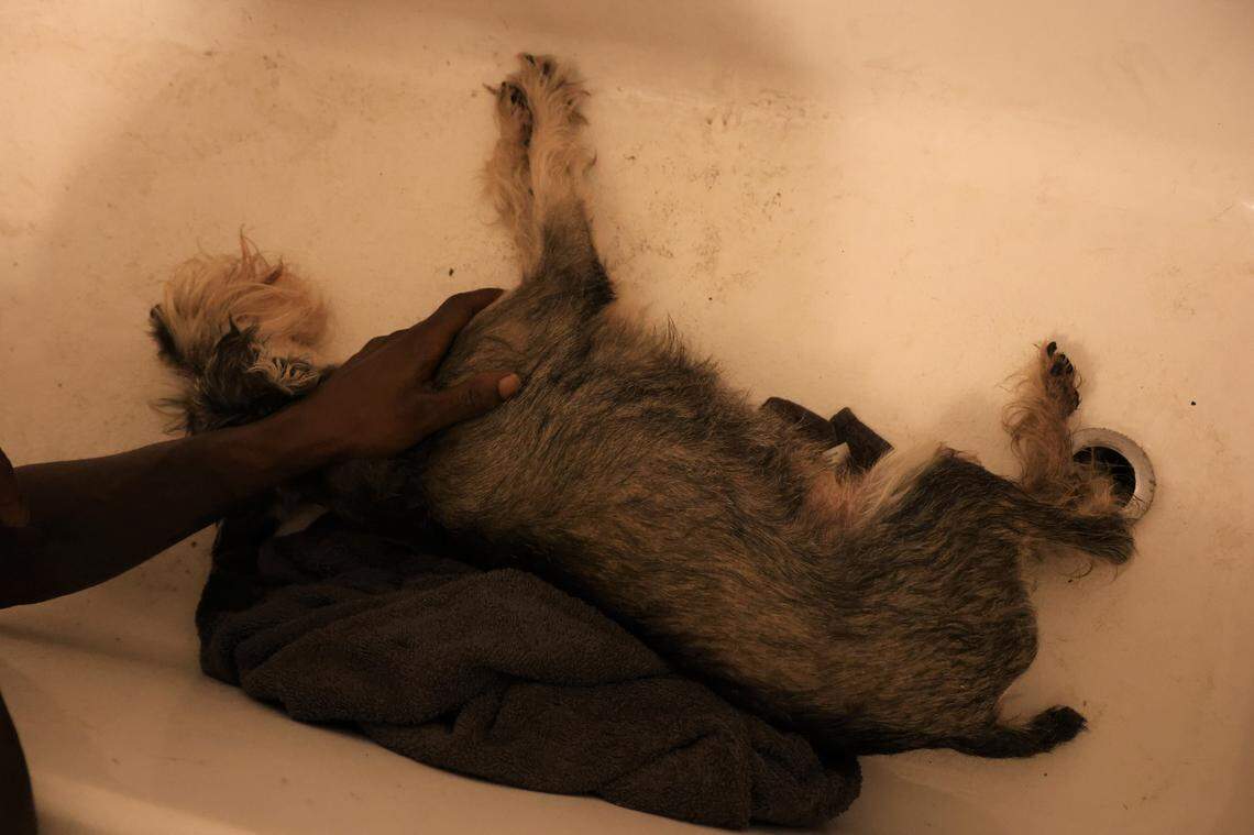 Multiple crews in Indiana were called to help rescue a dog after his paw got stuck in a bathtub drain.