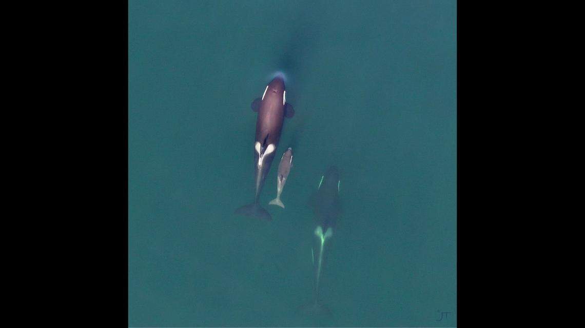 A pod of orcas, who are part of the norther resident killer whale population, reappeared in the Broughton Archipelago after a 20-year absence.