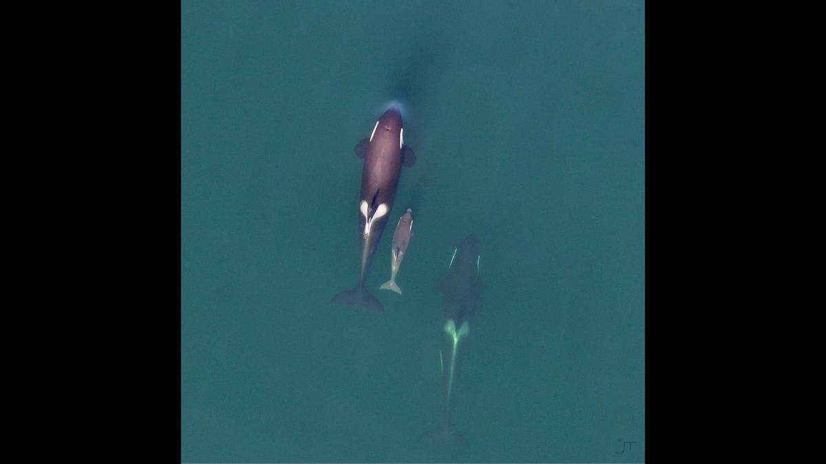 A pod of orcas, who are part of the norther resident killer whale population, reappeared in the Broughton Archipelago after a 20-year absence.