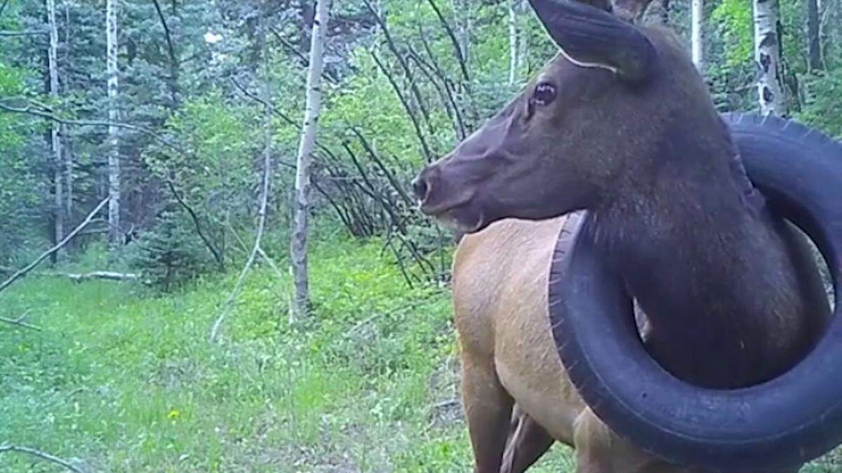 Trail camera picture from July 12, 2020 (courtesy of Dan Jaynes near Conifer, Colo.)
