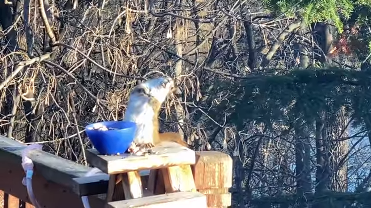 A Minnesota squirrel was fed old pears that were likely fermented and acted so drunk it couldn’t stand up straight. Video shows it wobbling while trying to eat.