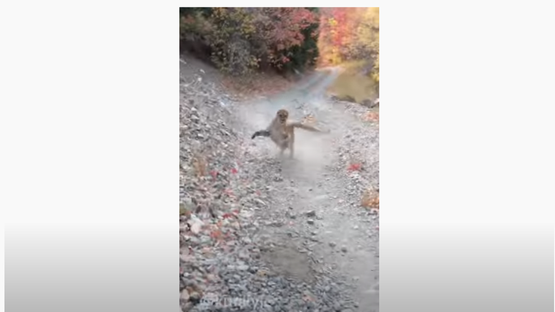 A viral video showed a cougar “stalking” a hiker for more than six minutes on a Utah trail. Wildlife experts say the mountain lion didn’t act aggressively.