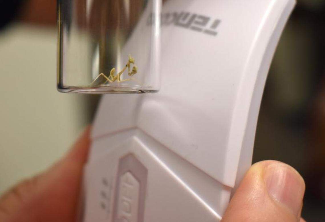 The mantis egg masses hatched and may be placed at the Academy of Natural Sciences.