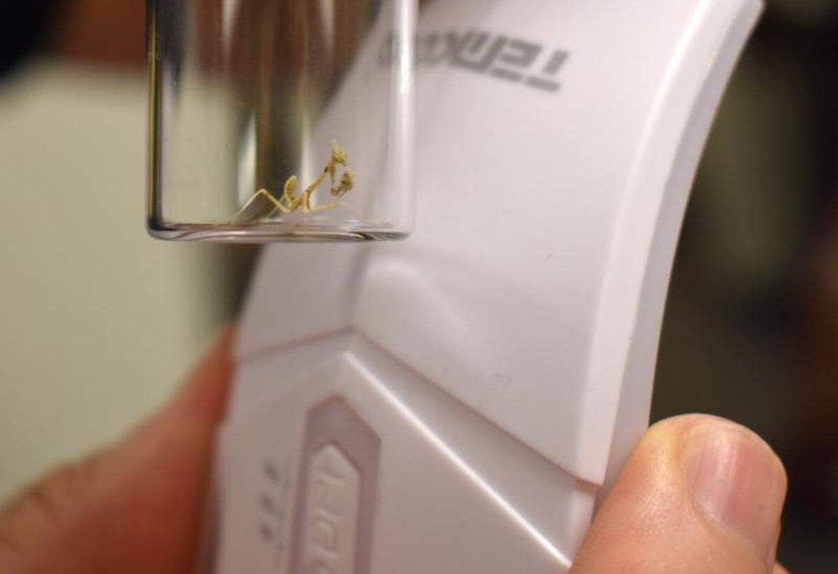 The mantis egg masses hatched and may be placed at the Academy of Natural Sciences.