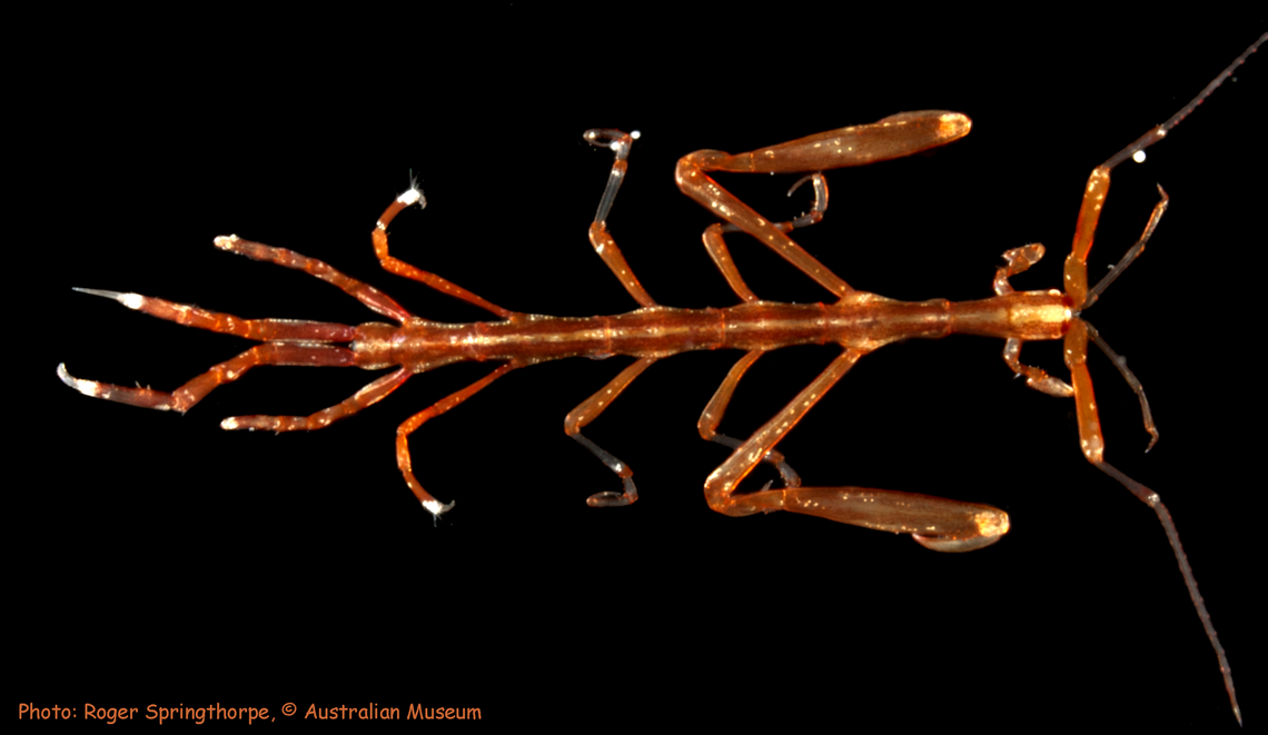 The new species of skeleton shrimp was nearly half the size of its Japanese relatives.