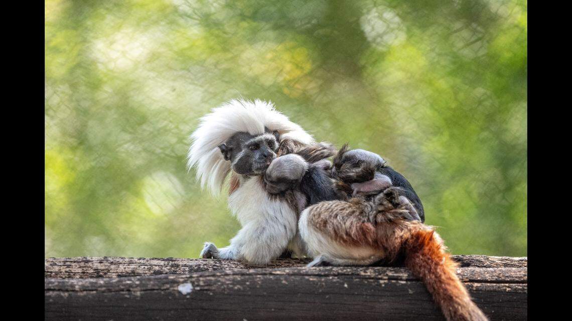 Rare, endangered cotton-top tamarin twins were born at Disney World’s Animal Kingdom for the first time in more than 20 years.