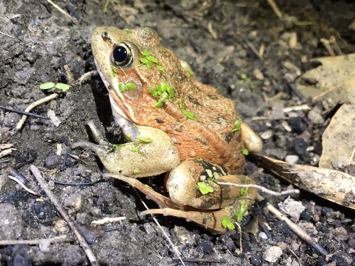 The Woolsey Fire near Los Angeles annihilated most of the frogs’ stream habitat, killing perhaps hundreds of amphibians, according to the National Park Service.