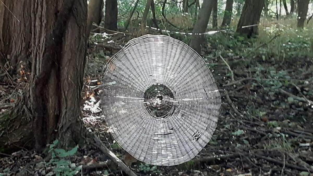 A large spider web by an orbweaver was captured in a photo in Springfield, Missouri. Photo from the Missouri Department of Conservation.