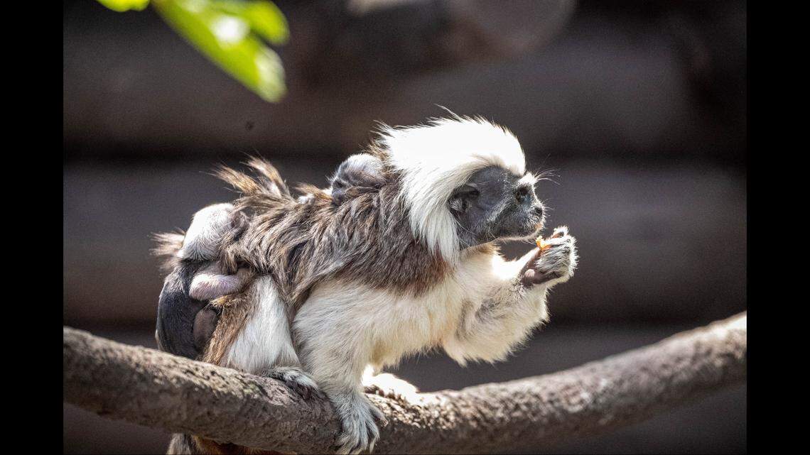 Cotton-top tamarins are known for white manes on their heads that some say resemble Albert Einsten, according to Disney World.