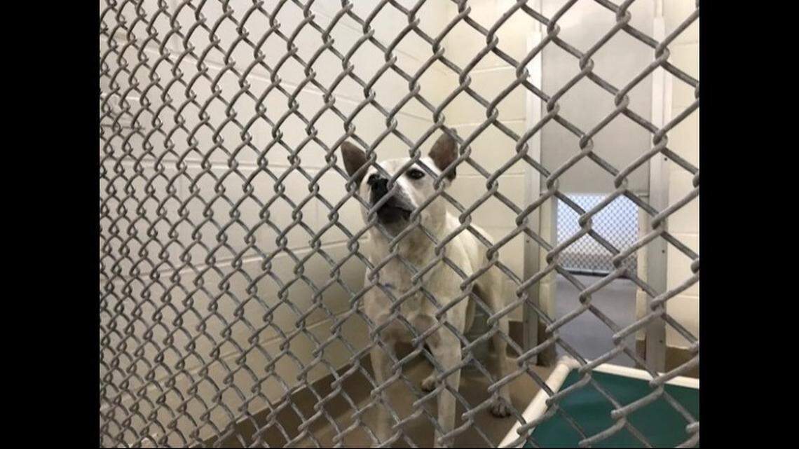 An Aurora, Colorado, couple pleaded guilty to having sex with their Akita mix named Bubba, pictured here.