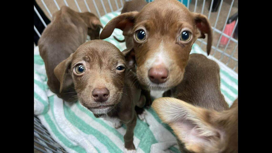 Five tiny puppies were brought to an animal shelter after they were found starving by a dumpster, according to the Charleston Animal Society.