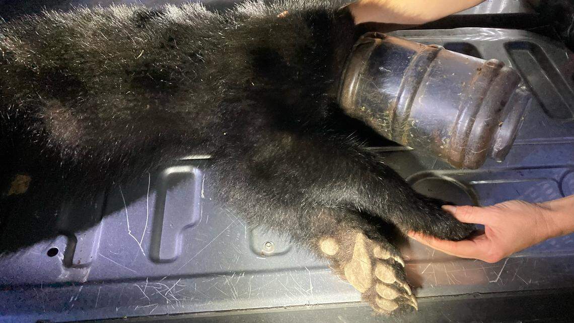 A bear cub wandered around a rural area of Tennessee for weeks with a pet feeder on its head.