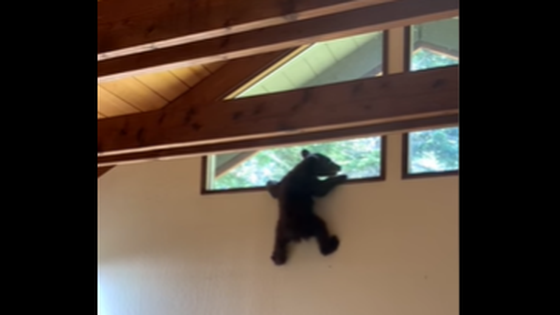 A bear cub was found in a Tahoe home after entering the house with its mom. 