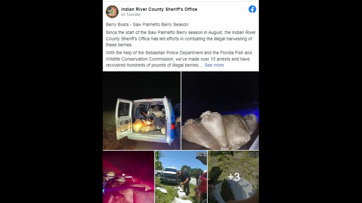 Fifteen people were arrested in connection to illegally harvesting saw palmetto berries, Indian River County Sheriff’s Office said in a Facebook post.