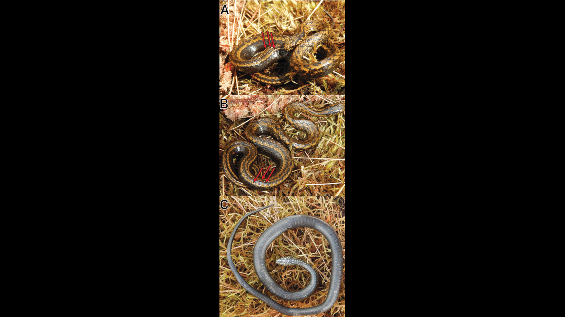 Arrows indicate where the “unusual” skin folds are on the snake’s back.