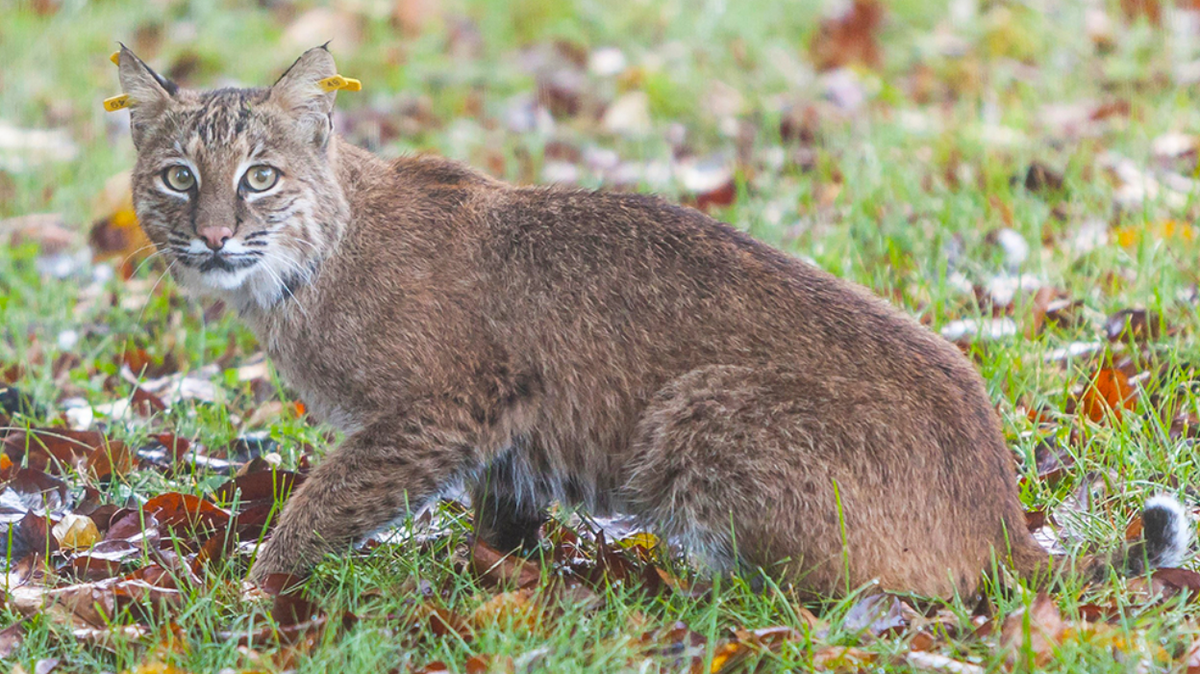 Residents of Columbia, Connecticut, were attacked by a bobcat (not the one pictured) Dec. 23, town officials said.