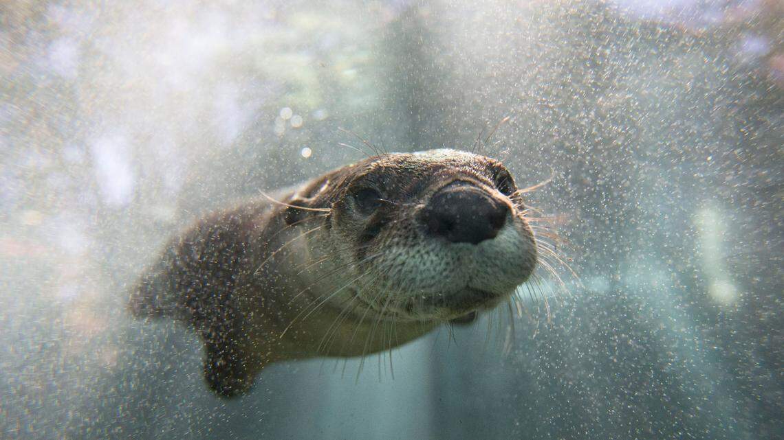 Officials in Anchorage, Alaska, have warned the public about a group of unusually aggressive river otters that have attacked several people and pets in recent weeks.