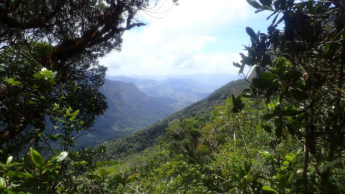 The Madagascar rainforest provides a home for countless species, many of which have yet to be discovered.