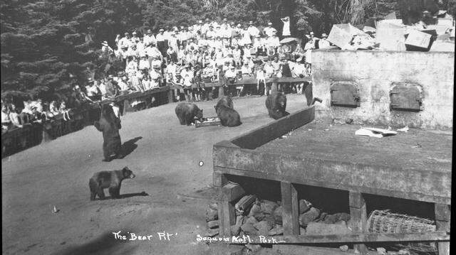 Tourists pack into bleachers to watch bears feast on garbage in Sequoia and Kings Canyon National Parks.
