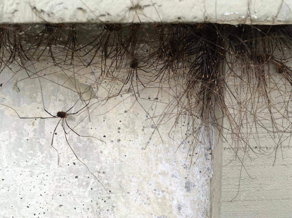 Up close, the individual daddy longlegs are more clear — and more creepy.