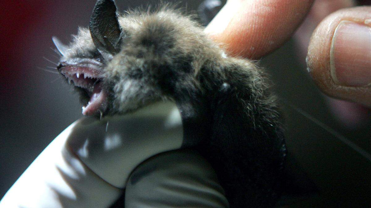 In this Jan. 27, 2009 file photo, a radio transmitter is inserted into a little brown bat in an abandoned mine in Rosendale, N.Y. Bats have been falling to the ground in New York’s Central Park due to the sudden temperature drop, according to officials. (AP Photo/Mike Groll, File)