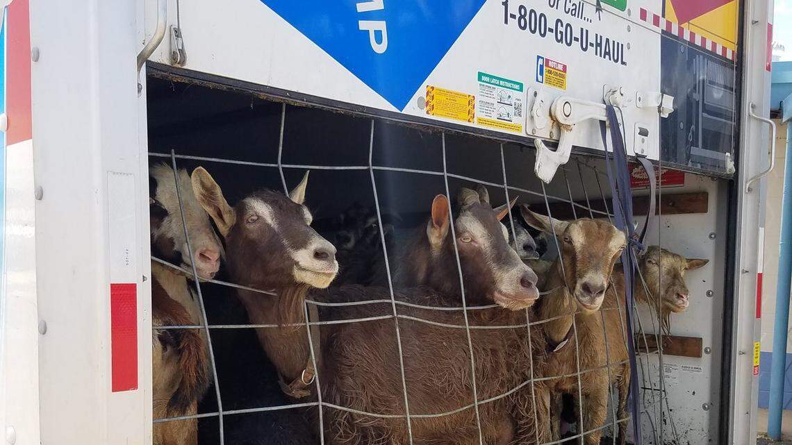 Texas police arrested two men caught driving 117 animals — goats, turkeys, dogs and more — in two extremely hot U-Haul trucks from Colorado to Florida on Monday, according to the Parmer County Sheriff’s Office.