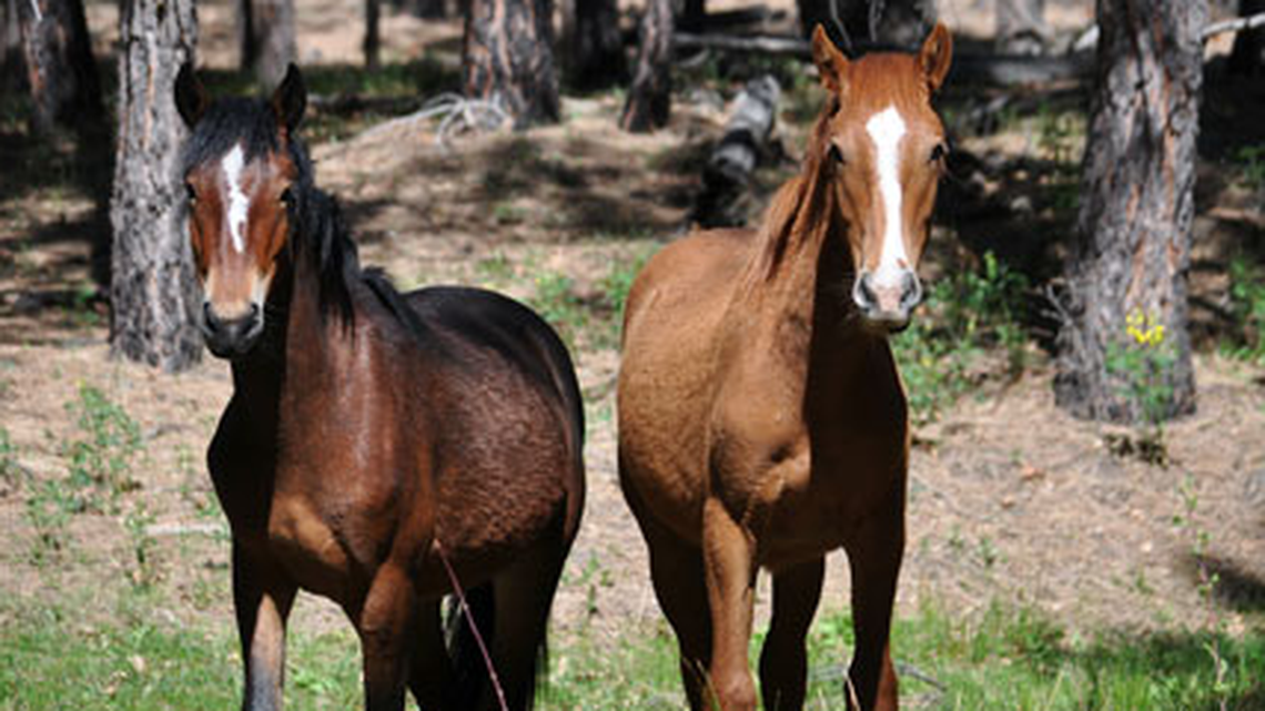 Three wild horses were found with bullet wounds in the Apache-Sitgreaves National Forest in Arizona.
