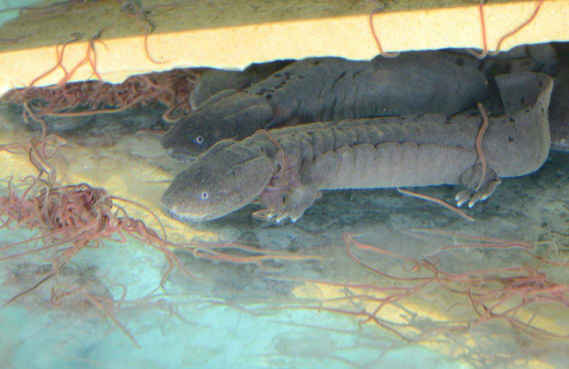 The discovery of the juveniles is evidence that the state’s conservation approach is working, officials said.