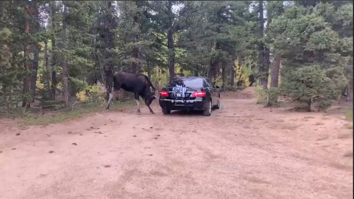 A moose tried to move an empty parked car by ramming its head into the back of it repeatedly. The car horn finally scared it away, video shows. 