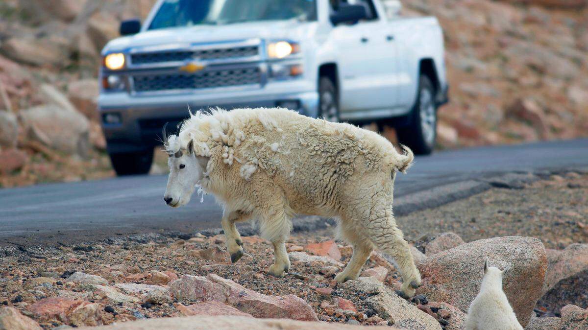 In this July 15, 2016, photo, a mountain goat crosses the Mount Evans Scenic Byway just below the summit near Idaho Springs, Colorado. Non-native mountain goats in Grand Teton will be killed by volunteers Wednesday, the National Park Service said. Last year, 43 mountain goats were killed.
