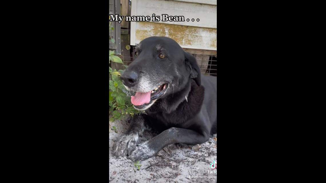 Bean, an 11-year-old black lab mix, was taken in by her new foster owner after spending nearly a decade at a Florida shelter, the Animal Refuge Center’s Facebook post says.