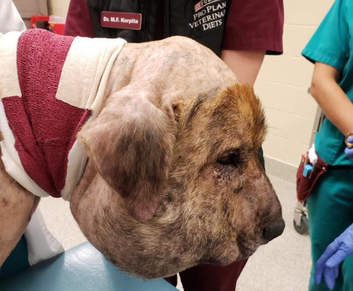 Gus is all bandaged up after surgery to remove a shoestring that cause deep lacerations all over his neck.