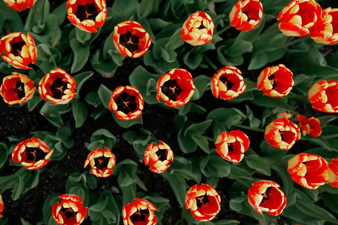 Tulips open in bloom in a garden bed on the lawn of the Statehouse in Montpelier, Vt., Wednesday, May 6, 2009. (AP Photo/Toby Talbot)