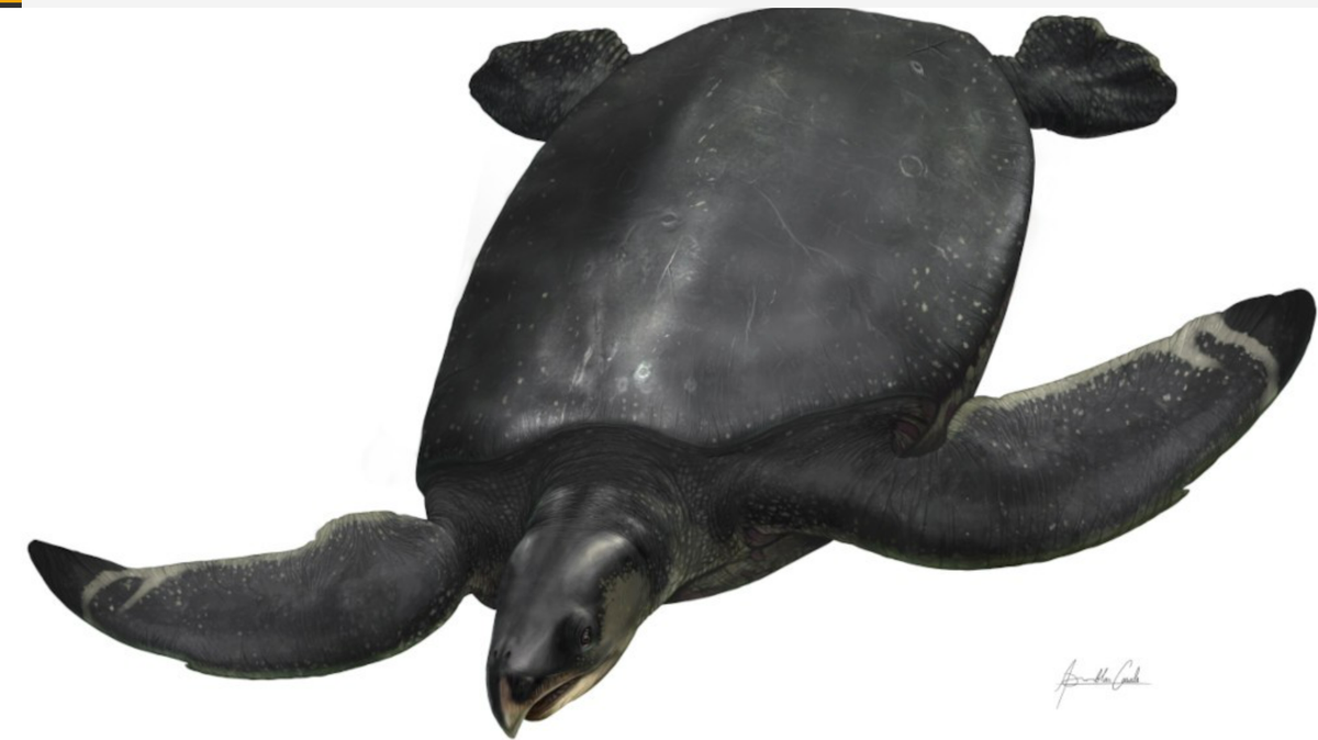A new species of marine turtle was just discovered in Spain, according to researchers. Leviathanochelys aenigmatica, named after a biblical monster, was over 12 feet in length and lived in the waters off of Europe 70 million years ago.