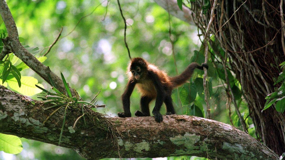 Pinky, a black handed spider monkey, walks on a branch in the International Primate Sanctuary of Panama on the Tiger Islands in Gatun Lake of the Panama Canal, Feb. 6, 2000. (AP Photo/Tomas van Houtryve) A new study from a California university shows that human’s tendency to drink alcohol might come from our primates ancestors – it’s called the “drunken monkey hypothesis.”