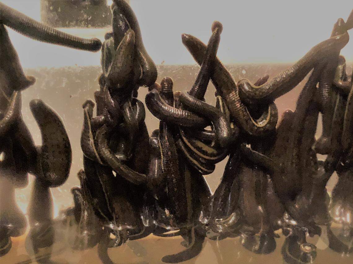 The imported leeches had been taken from the wild in Europe, according to Canadian officials.