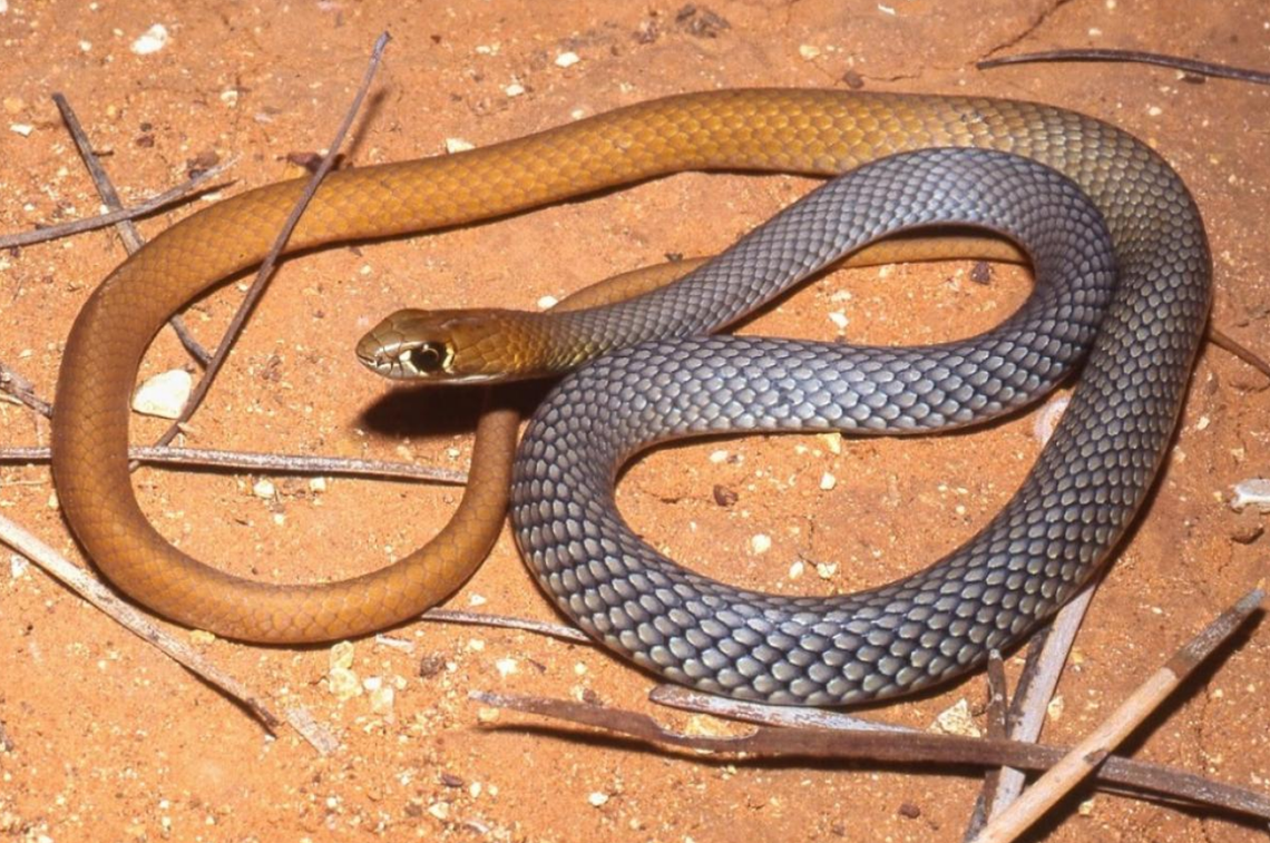 The newfound snake, named Demansia cyanochasma, had previously been confused with another species, researchers said.