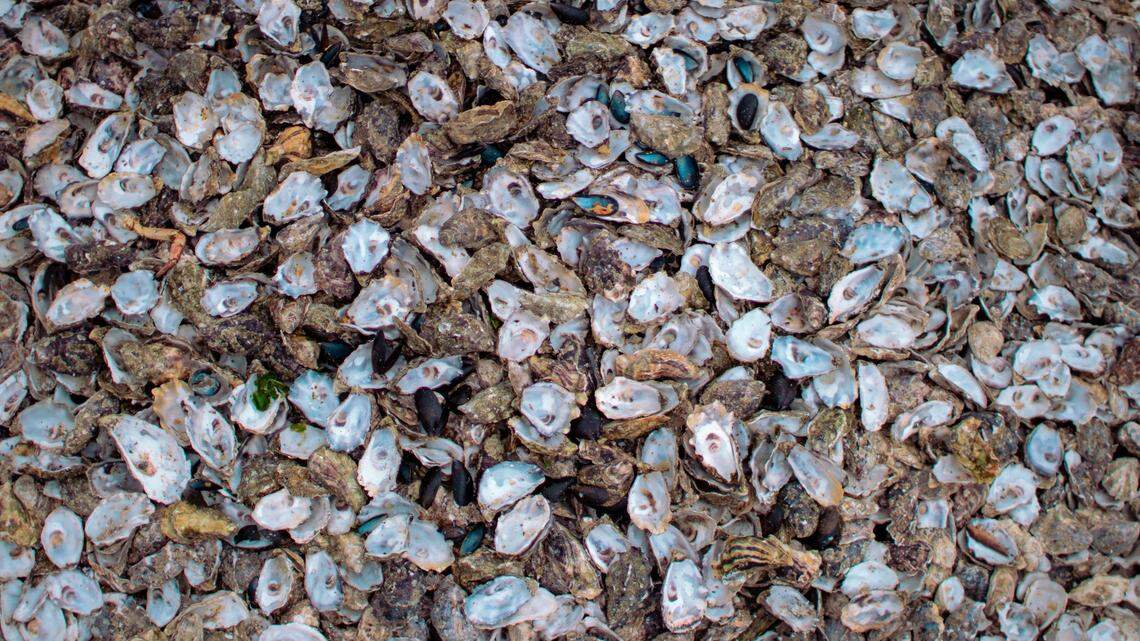 An ancient pearling village was recently discovered near Dubai, officials said.