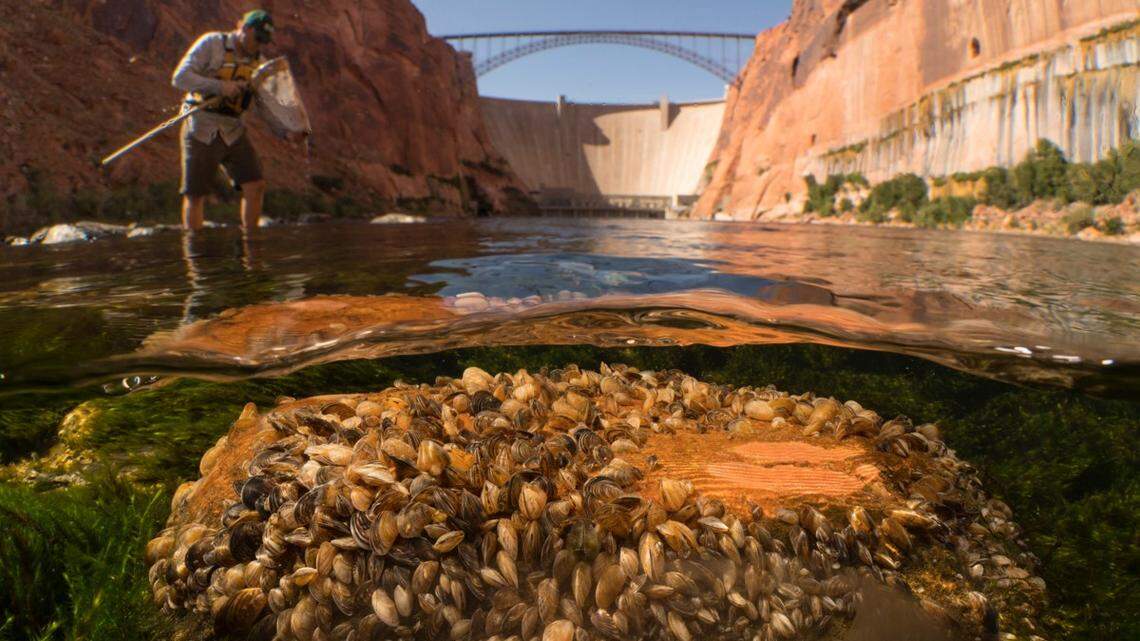 Drop in the water released from Glen Canyon Dam will temporarily change the Grand Canyon, revealing parts of the Colorado River not seen in decades, USGS said.